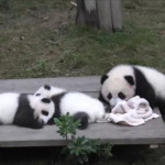 μουσείο με γιγαντιαία panda