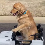 Σκύλος Οδηγεί