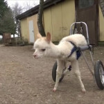 πρόβατο με αναπηρία