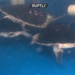 34 χελώνες επέστρεψαν στον Ατλαντικό Ωκεανό