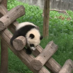 γιγαντιαίο panda