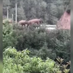 κοπάδι από άγριους ελέφαντες στην Κίνα