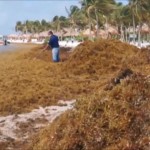 Τόνοι φυκιών κάλυψαν παραλία γνωστού θέρετρου στο Μεξικό