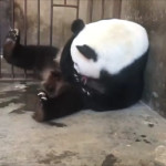 Panda φέρνει στον κόσμο το μωρό του
