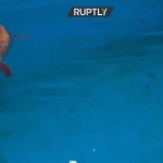 Υποβρύχιο drone σε σχήμα ψαριού