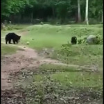 αρκούδα παίζει μπάλα με το μικρό της