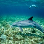 δελφίνι/ Unsplash