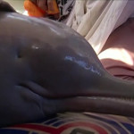 εντυπωσιακή διάσωση δελφινιού
