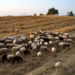 κτηνοτροφία πρόβατα