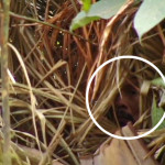 Βραζιλία:Πέθανε ο «άνθρωπος της τρύπας» ο τελευταίος ιθαγενής της φυλής του