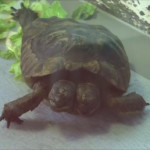 Δικέφαλη χελώνα Janus
