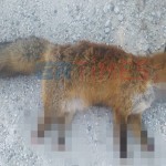 Καστοριά: Αιχμαλώτισαν Και Ακρωτηρίασαν Αλεπού