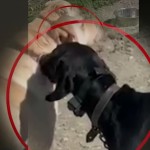 Κακοποίηση Ζώου Κρήτη: Βασάνιζε Σκύλο Με Ηλεκτροσόκ