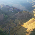 Κίνα: Τα Χωράφια Ρυζιού Κάτω Από Τον Ήλιο Του Φθινοπώρου