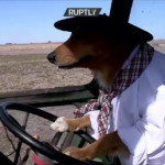 Έξυπνος Σκύλος Οδηγεί Τρακτέρ Και Ιππεύει Άλογο