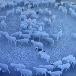 Κίνα: Λύθηκε το μυστήριο με τα πρόβατα που κινούνταν σε κύκλο επί 12 ημέρες