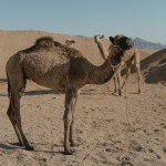 Μουντιάλ: Η Φρενίτιδα Του Οδηγεί Τις Καμήλες Σε... Υπερωρίες