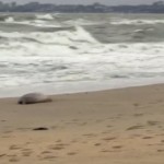 Κασπία Θάλασσα: Φρίκη - Τουλάχιστον 2.500 φώκιες βρέθηκαν νεκρές