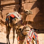 Πόσο Κινδυνεύουμε Από Τη Γρίπη Της Καμήλας