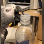 Παπαγάλος ανοίγει μπουκάλι με το στόμα