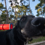 Αποτροπιασμός στη Δράμα: Έκοψε με ψαλίδι τα αυτιά αδέσποτου σκύλου
