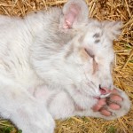 Λευκό Τιγράκι: Έσπαγαν Τα Κόκκαλά Της Με Το Παραμικρό