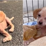 Αΐλα: Viral η παραμορφωμένη σκυλίτσα από την έλλειψη ασβεστίου