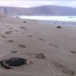 Χιλή: Χιλιάδες Νεκρά Πουλιά Στη Θάλασσα