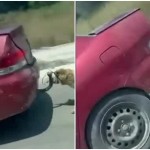 Ζάκυνθος: Έσερνε Τον Σκύλο Του Από Τον Κοτσαδόρο Αυτοκινήτου