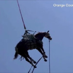 Διάσωση Τραυματισμένου Αλόγου Στην Καλιφόρνια