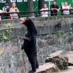 Κίνα: Αρκούδες Σε Ζωολογικό Κήπο Μοιάζουν Με Ανθρώπους