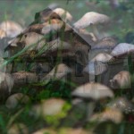 Αυστραλία: Θάνατοι Από Μανιτάρια - Δηλητηρίασε Τα Πεθερικά;