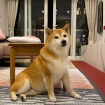 Πέθανε Ο Viral Σκύλος Του Διαδικτύου, Balltze