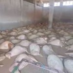 Πλημμύρες: Κτηνοτρόφος Βρήκε Πνιγμένα Τα Πρόβατά Του