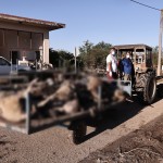 Καρδίτσα: Χιλιάδες Νεκρά Ζώα Στοιβάζονται Για Να Ταφούν