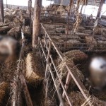 Θεσσαλία: Υγειονομική Βόμβα Τα Νεκρά Ζώα