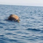αγελάδα Θερμαϊκός