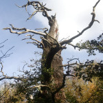 δέντρο Sherwood Forest