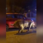 Ιταλία: Κτηνίατροι Κοίμισαν Το Λιοντάρι Δραπέτη