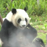 Γιγάντιο panda απολαμβάνει ένα φρέσκο σνακ