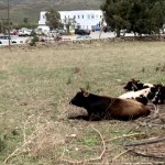 Mύκονος: Θρήνος για τον 39χρονο Μιχάλη που βρήκε τραγικό θάνατο από αγελάδα