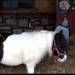 «Πόλεμος» για τη φάτνη με τα αληθινά ζώα στον Βόλο