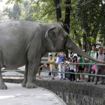 Φιλιππίνες: Πέθανε Η Μάλι Ο Ελέφαντας
