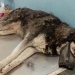 Αράχωβα: Ελέγχεται Ο Ιδιοκτήτης Του Σκύλου