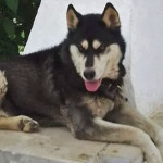 Αράχωβα: Ανατροπή Στην Υπόθεση Κακοποίησης Του Σκύλου
