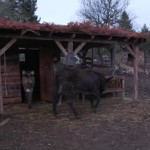 Φάρμα: Ο Τσάμης Άφησε Εκτός Στάβλου Τα Γαϊδουράκια