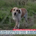Βόλος: Πυροβόλησαν Και Σκότωσαν Εξ Επαφής Σκύλο