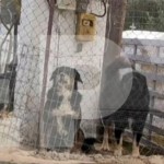 Θεσσαλονίκη: «Ο ιδιοκτήτης των σκυλιών είχε κάνει απόπειρα βιασμού»