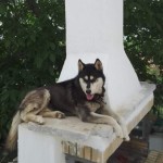 Αράχωβα: Ταυτοποιήθηκε Ο Δράστης Της Κακοποίησης Του Χάσκι