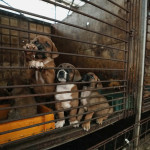 Απαγορεύει το κρέας σκύλου η Νότια Κορέα με ιστορικό νομοσχέδιο